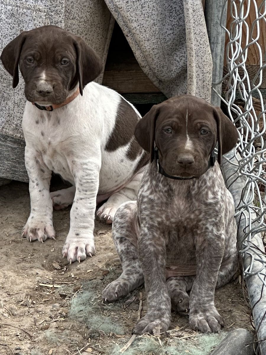AKC German Shorthair Pointer Puppies