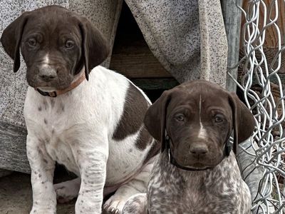 AKC German Shorthair Pointer Puppies