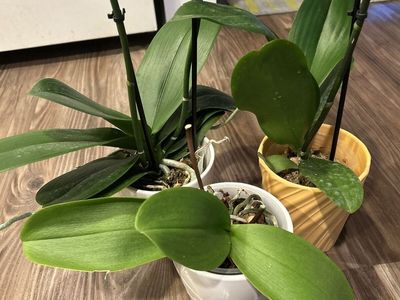 Phalaenopsis Orchids – Healthy & Ready to Rebloom