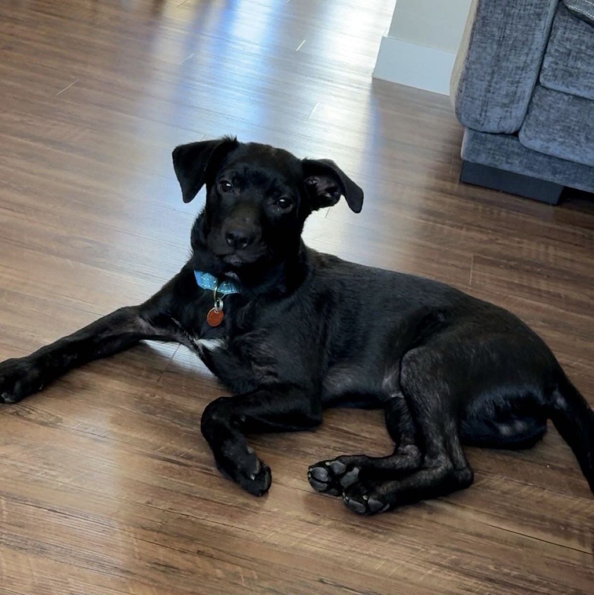 Black Labrador Retriever Mix Dog