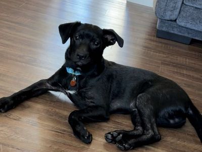 Black Labrador Retriever Mix Dog