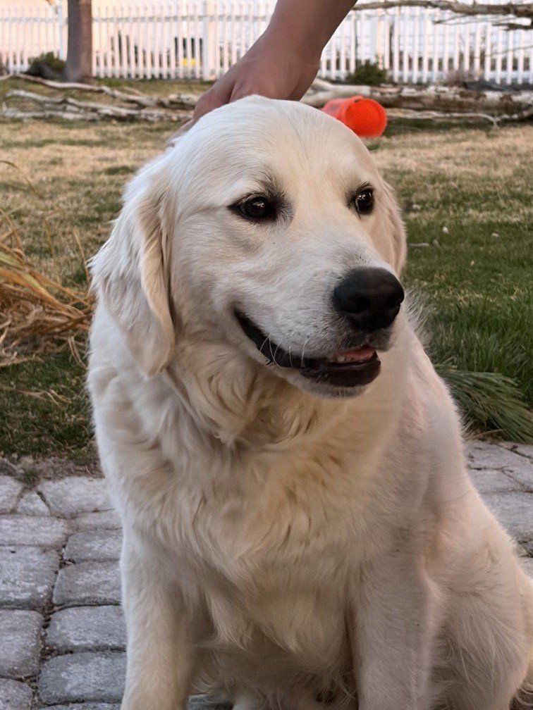 Male, purebred English cream, golden retriever