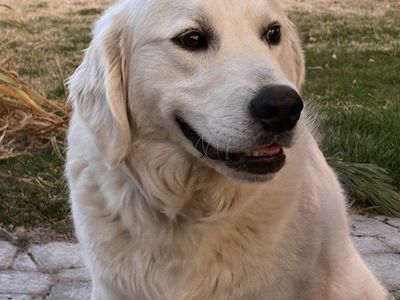 Male, purebred English cream, golden retriever