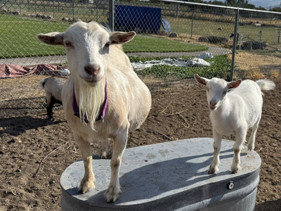 Registered ND Pregnant Dairy Goat
