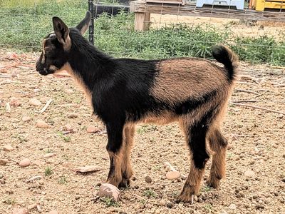 Nigerian Dwarf Goat Bottle Babies