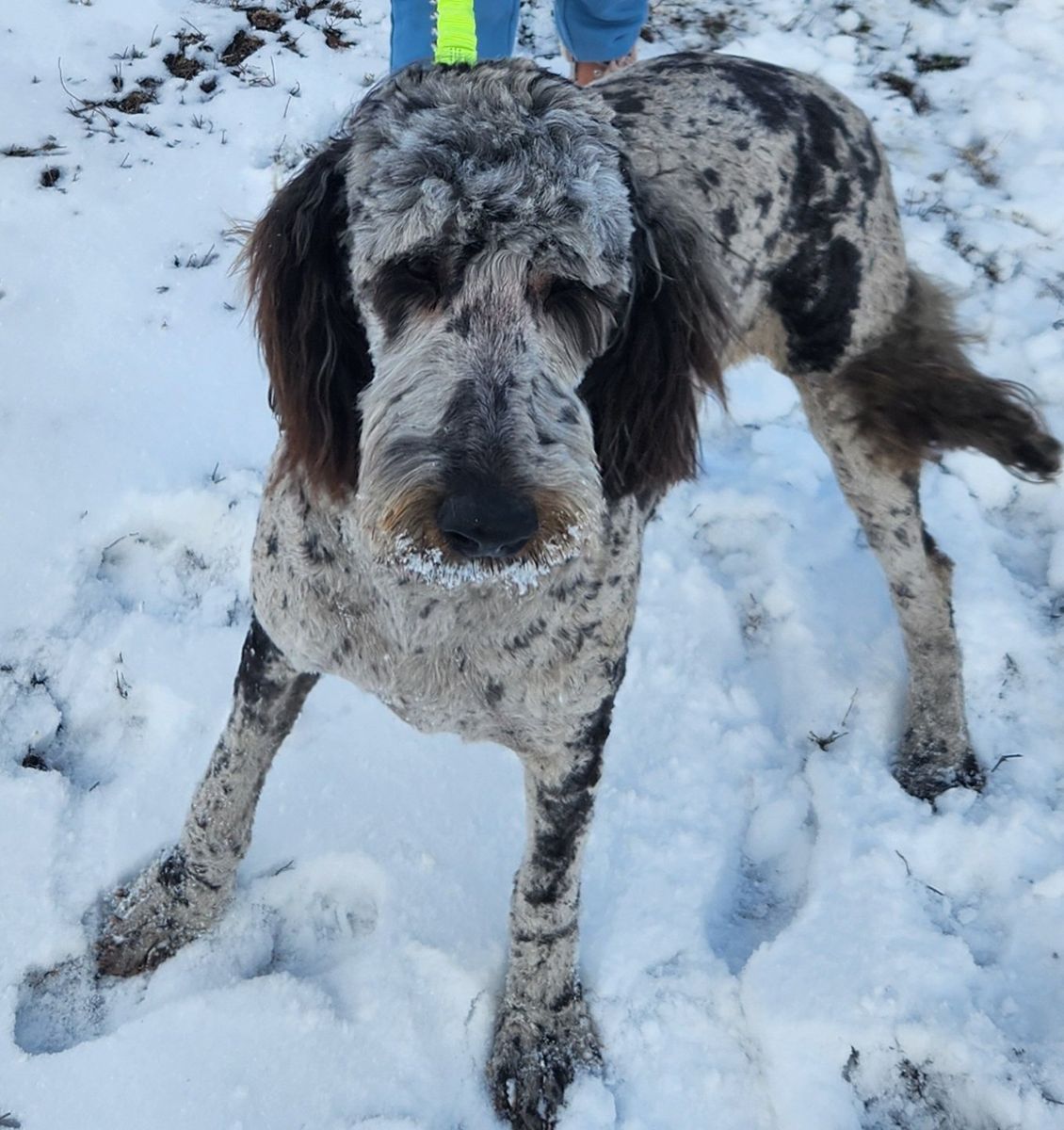 Oswald! 3 yr old neutered merle goldendoodle
