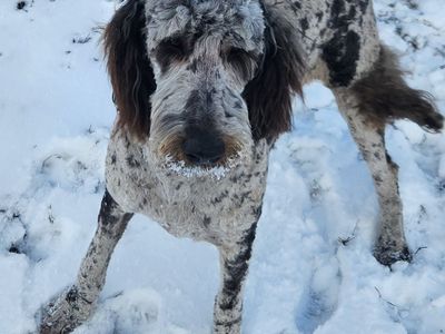 Oswald! 3 yr old neutered merle goldendoodle