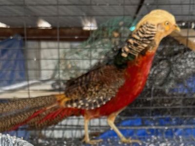 Male Red Golden Pheasant
