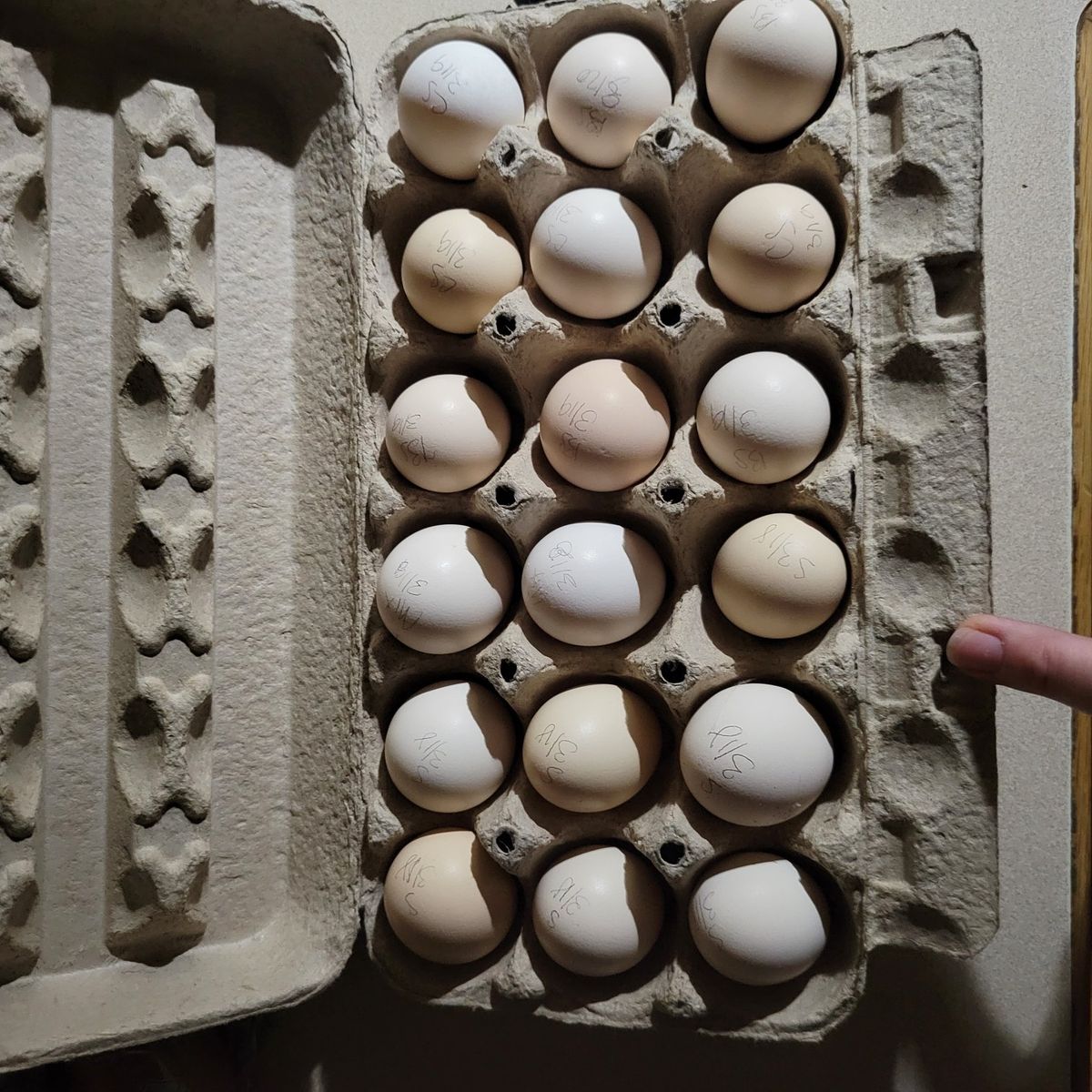 Full silkie and bantam mix hatching eggs