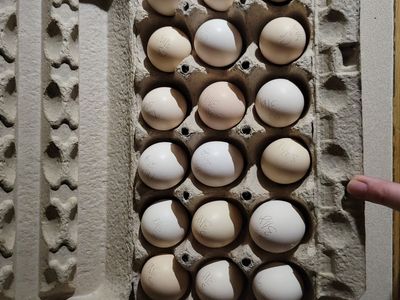 Full silkie and bantam mix hatching eggs