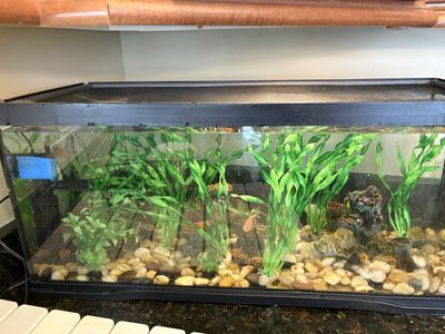 Fish setup