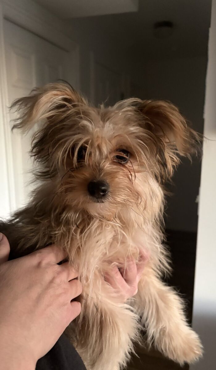 Yorkie-pomeranian mix