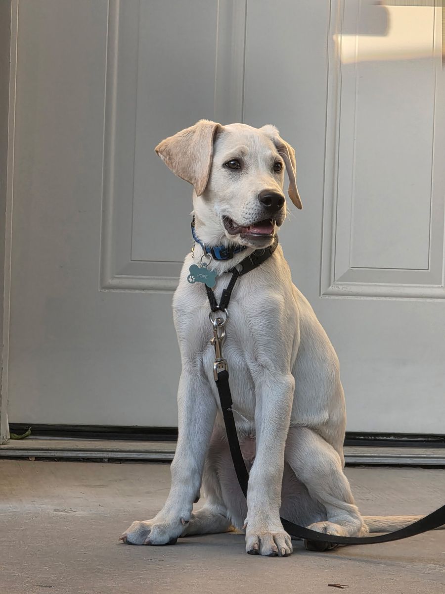 4-Month-Old Yellow Lab Puppy - Pope