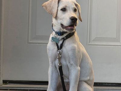 4-Month-Old Yellow Lab Puppy - Pope