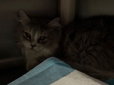 Hello my name is Plush
