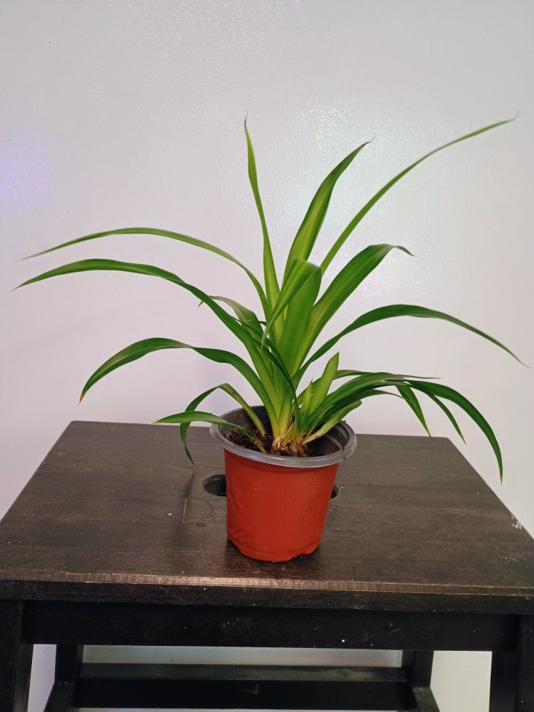 Spider Plant. 3" nursery pot.