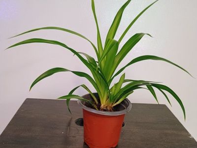 Spider Plant. 3" nursery pot.