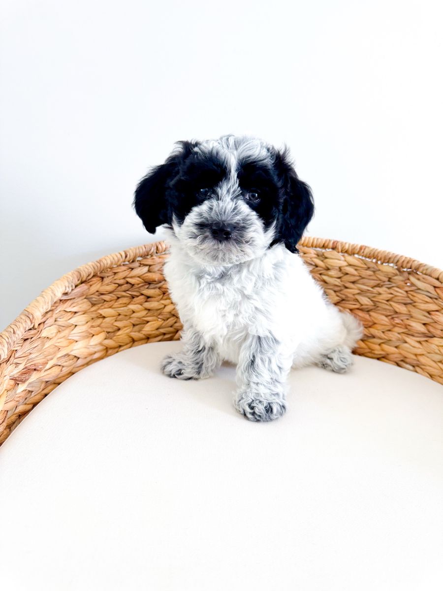 Coton de Tulear Boy Hypoallergenic like  Poodle, Maltese, Bichon, ESA quality Lap Dog/Companion Dog