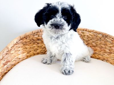 Coton de Tulear Boy Hypoallergenic like Poodle, Maltese, Bichon, ESA quality Lap Dog/Companion Dog