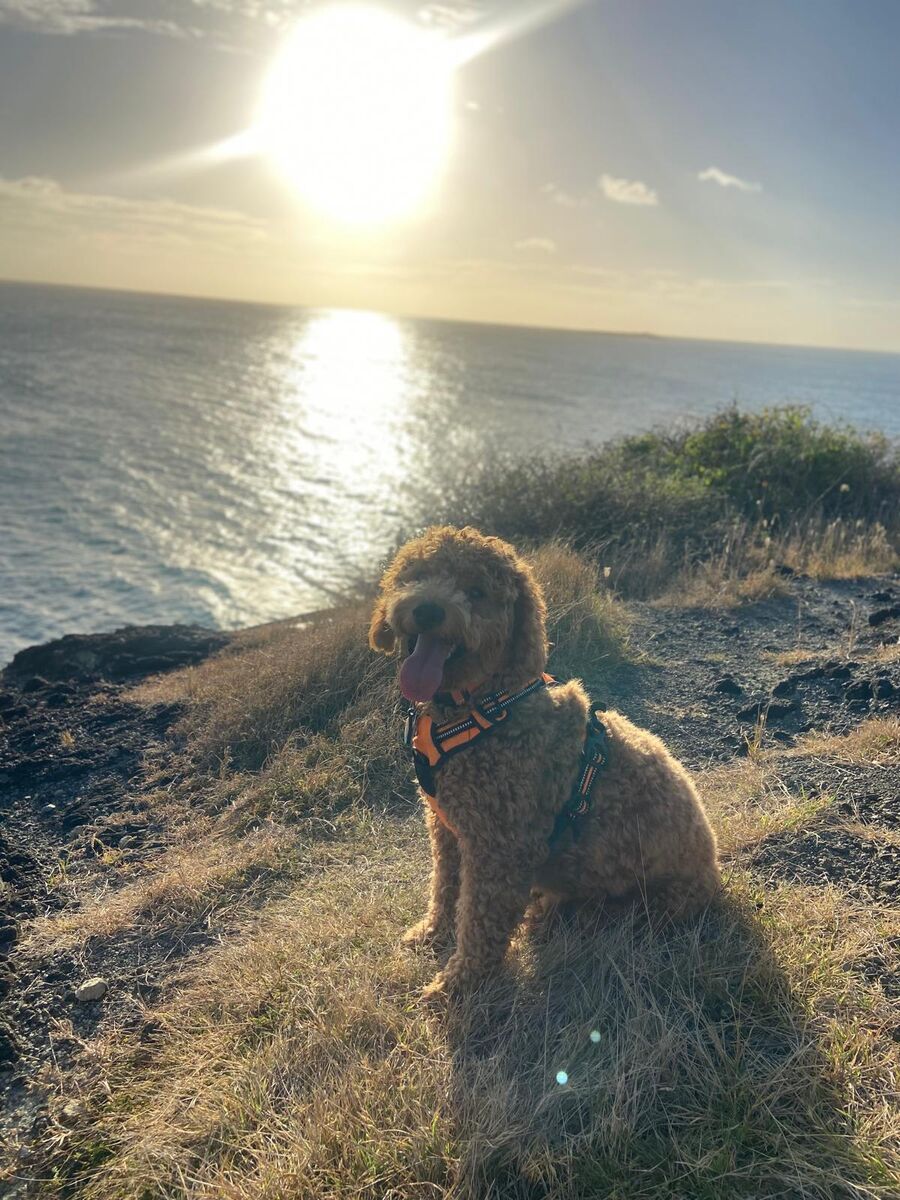 F1B Goldendoodle Stud