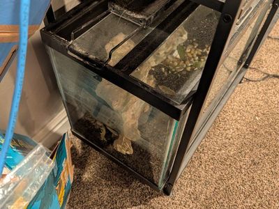 10 gallon fish tank