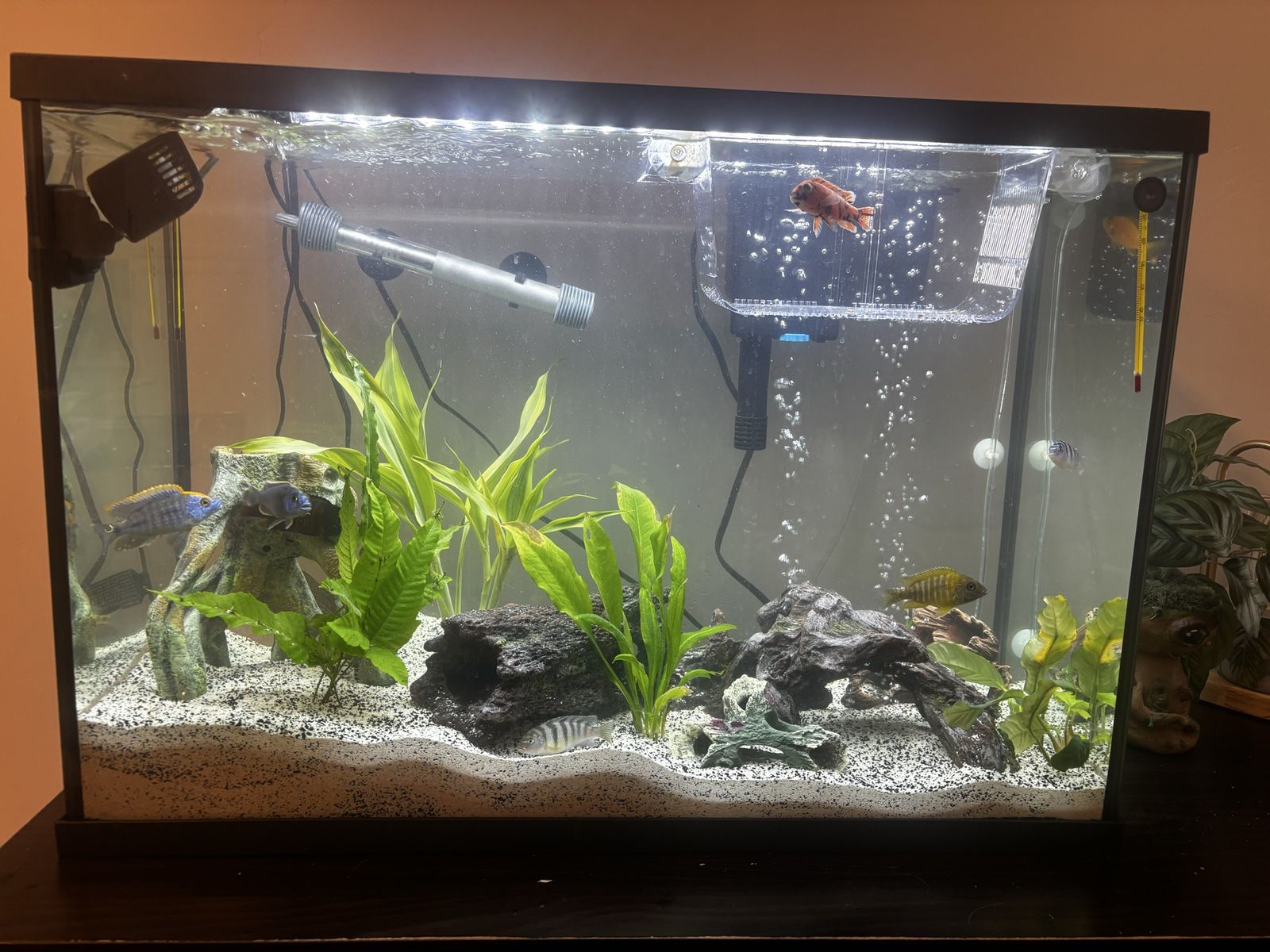 African Cichlids, loaches, and pleco with set up!