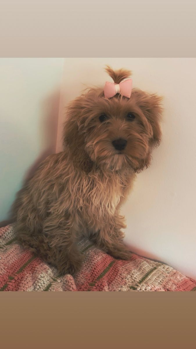 Sweet Girl Cockapoo Puppy.