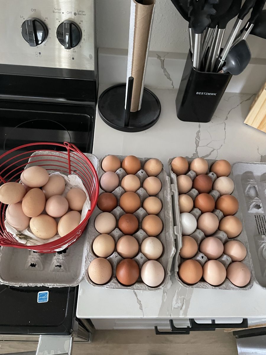 Organic eggs for sale