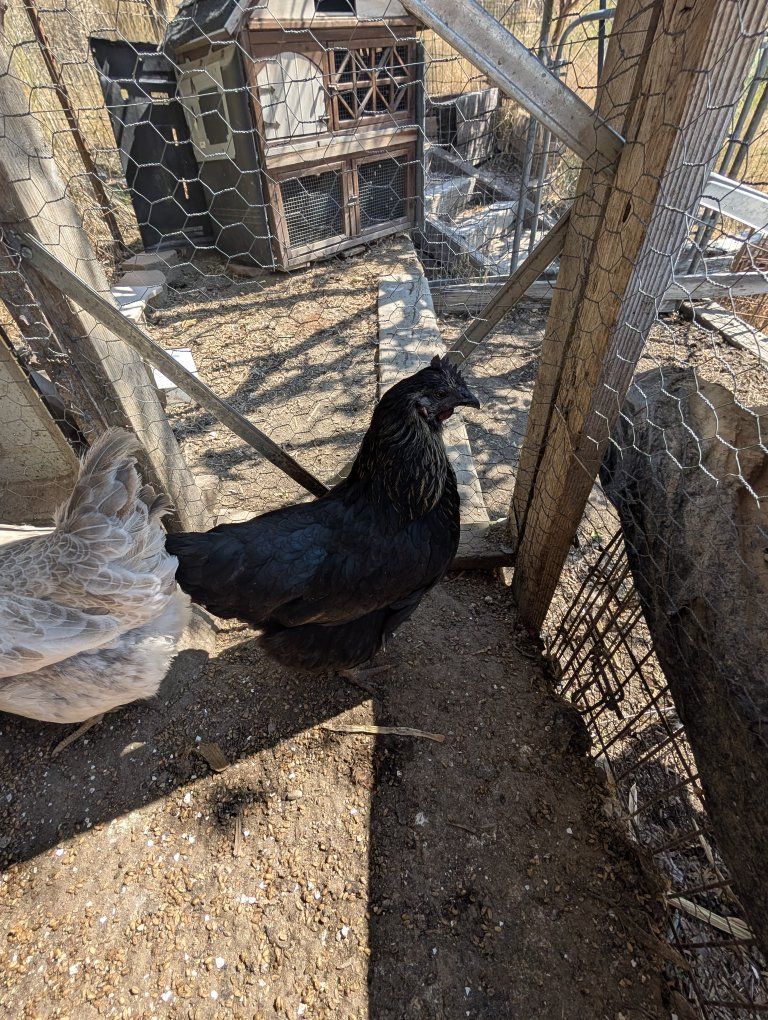 Layer hens