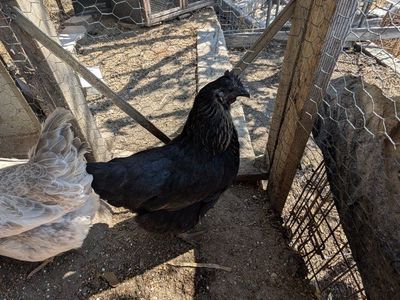 Layer hens