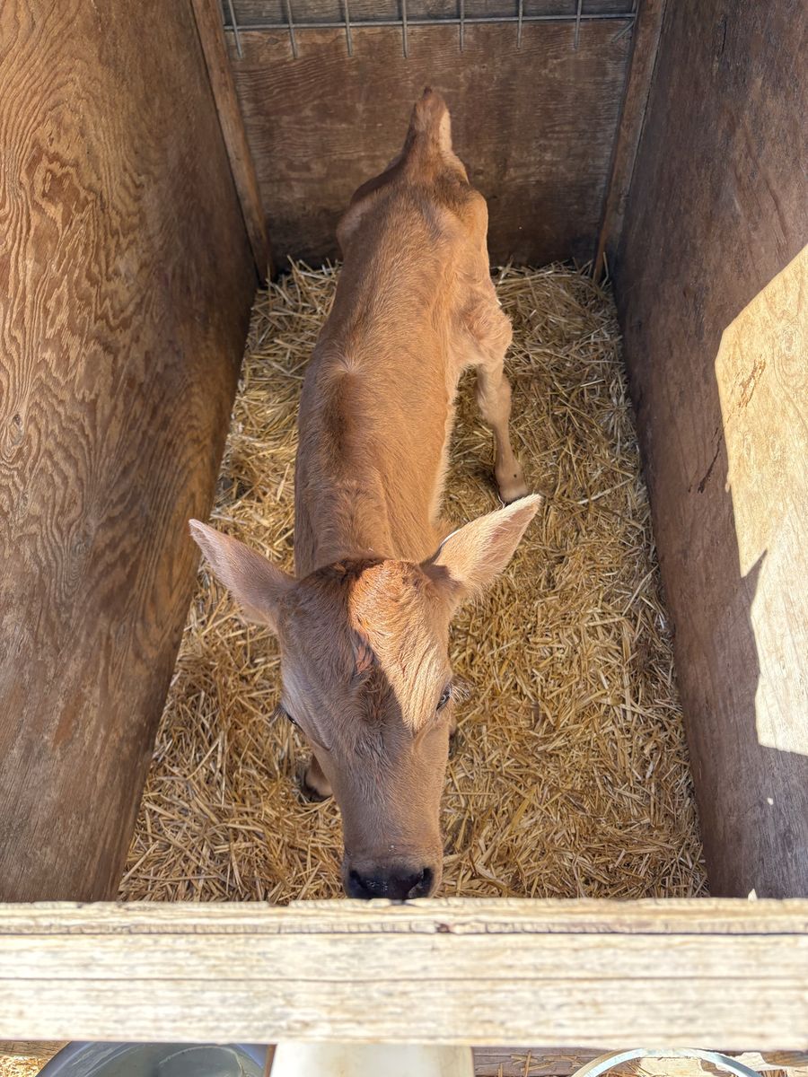 Calves 