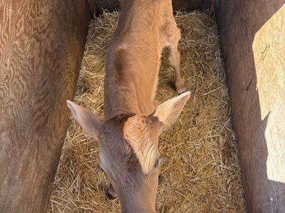 Calves