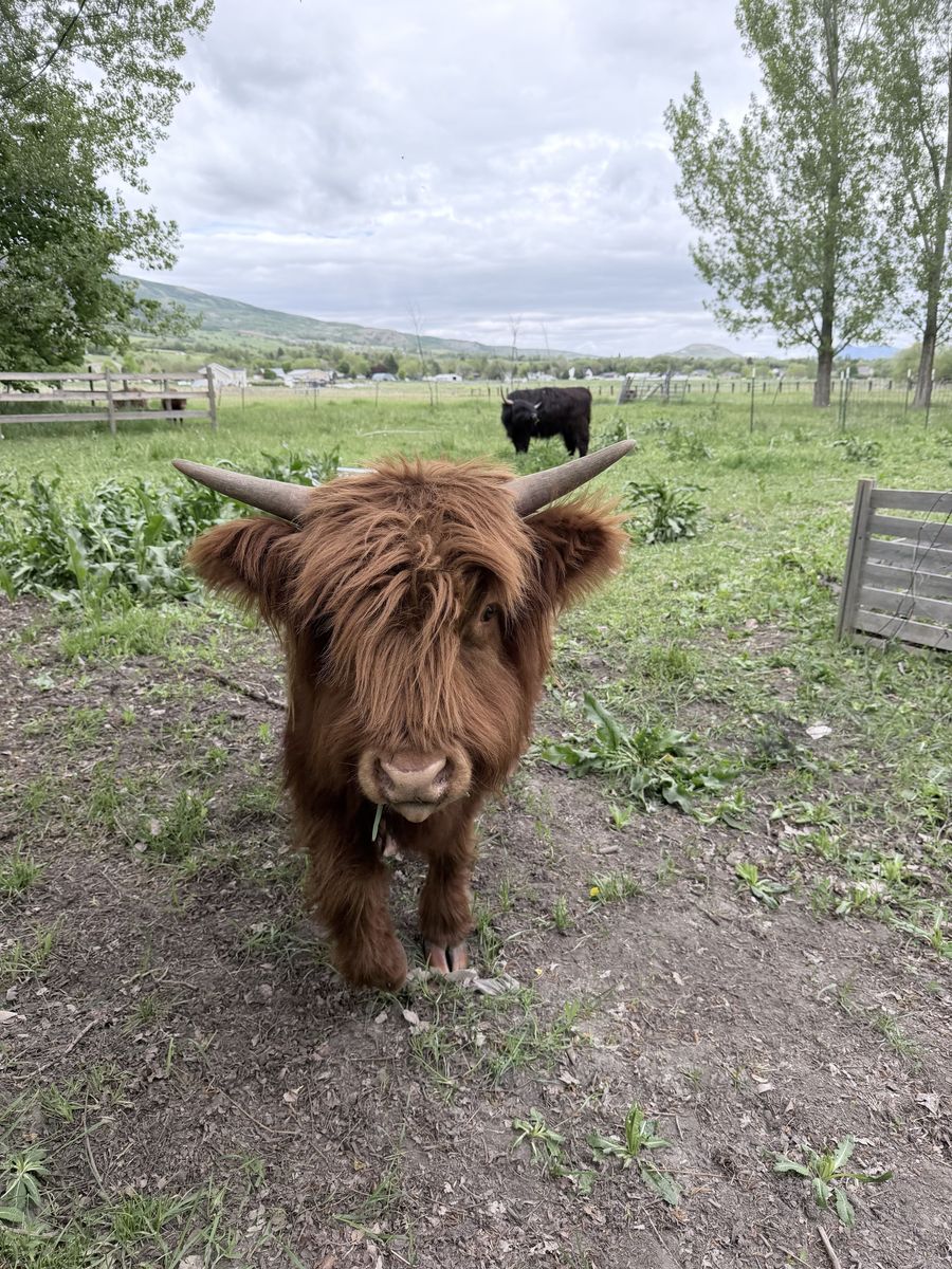 Registered Scottish Highland Bull Calf