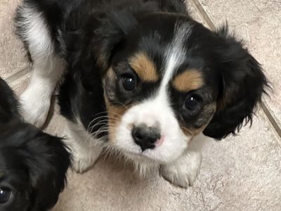 Cavalier King Charles Spaniel Puppies