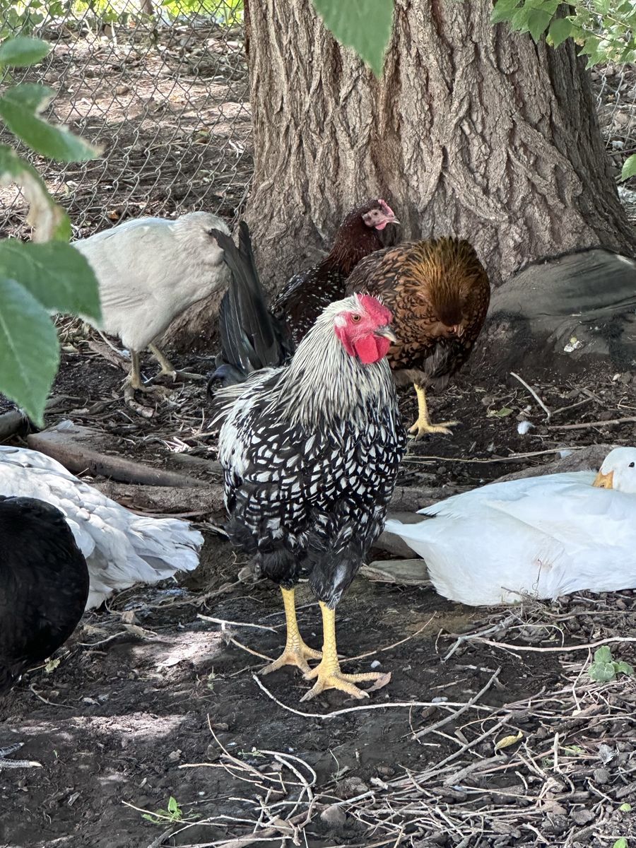 Rooster and Drake