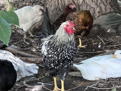 Rooster and Drake