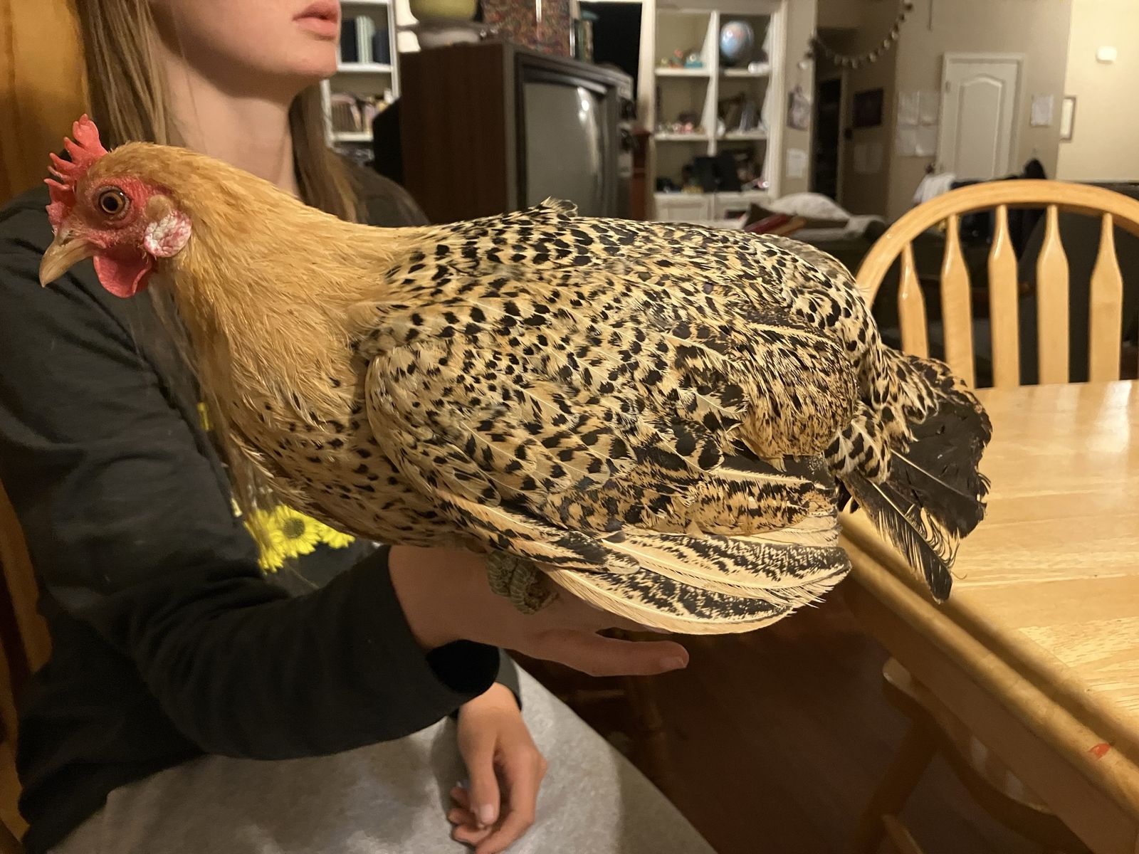 Sicilian Buttercup Bantam Hen