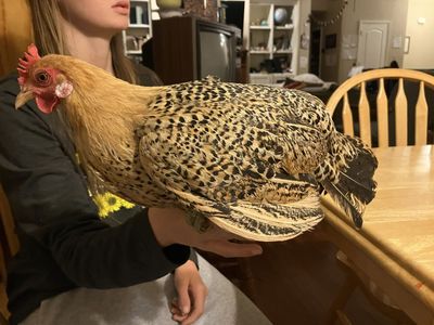 Sicilian Buttercup Bantam Hen