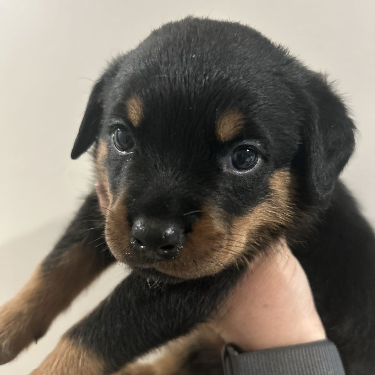 AKC PAPERED ROTTWEILER FEMALE LAST ONE!!!
