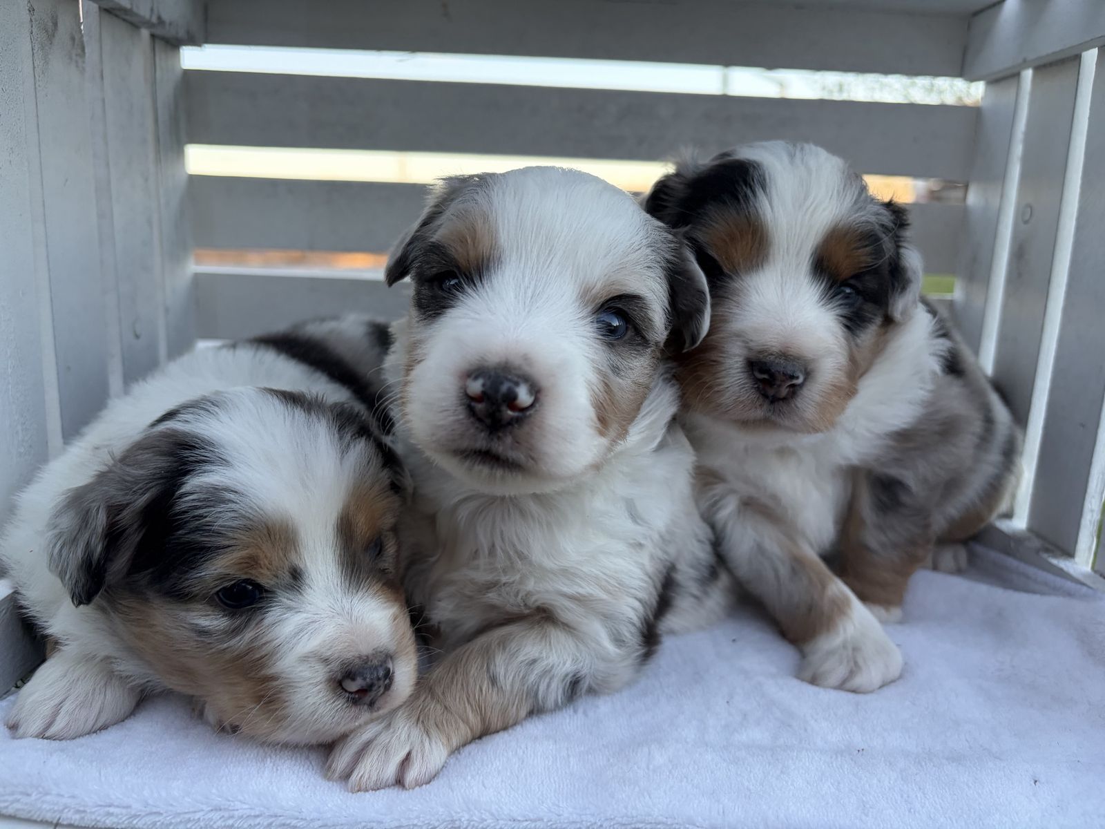 Miniature Australian Shepherd- Mini Aussie puppies