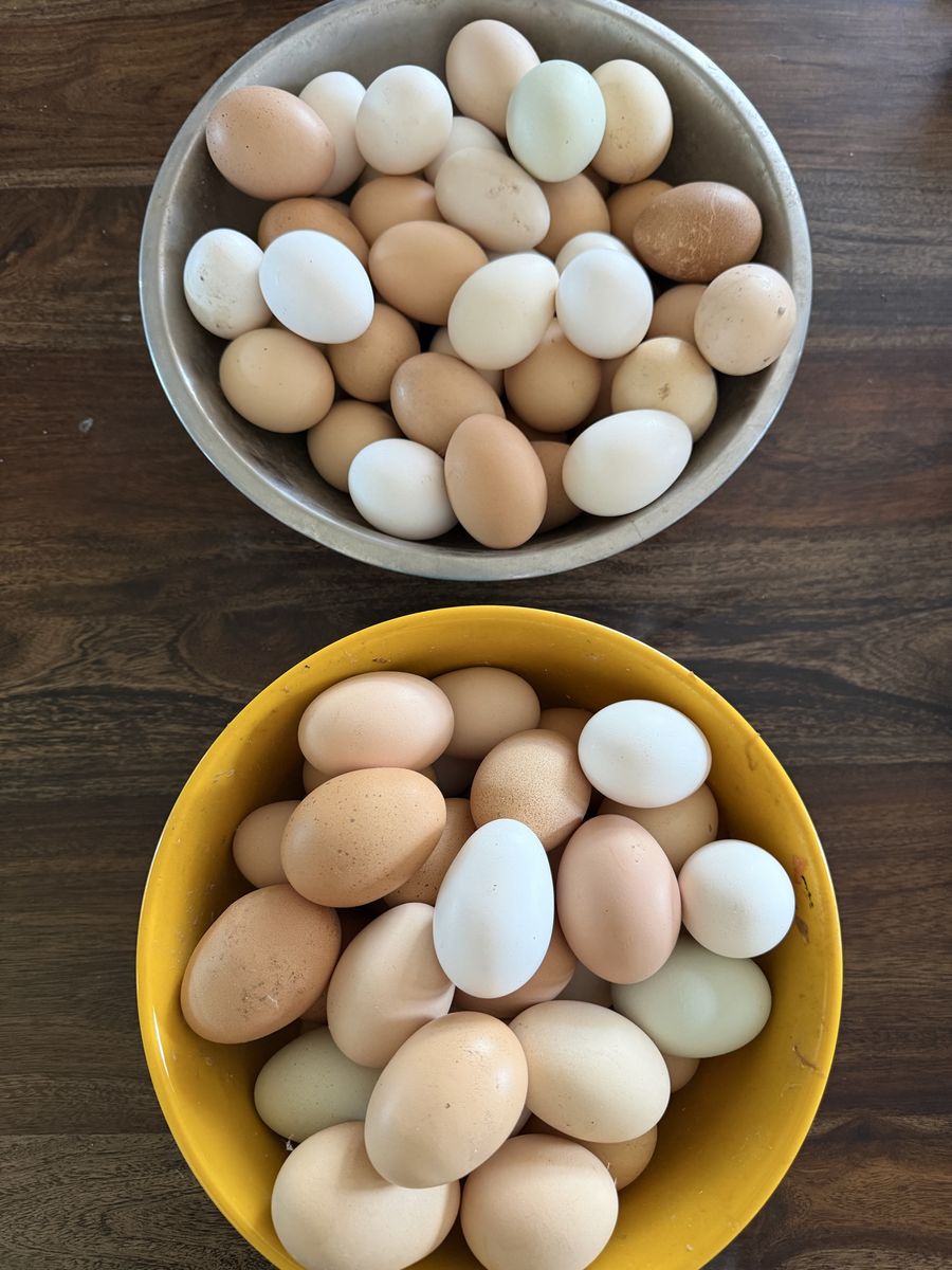 Farm Fresh Eggs - Mixed Colors, Naturally Laid