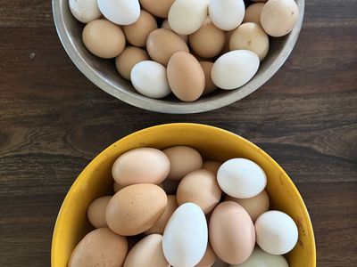 Farm Fresh Eggs - Mixed Colors, Naturally Laid