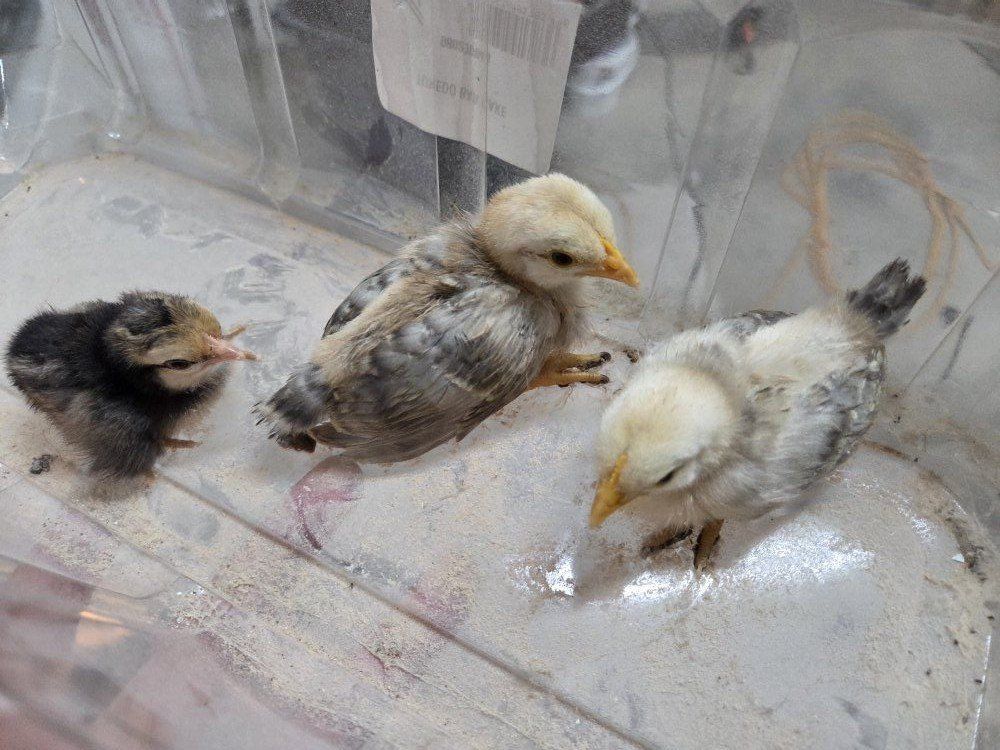 Serama chicken chicks straight run 