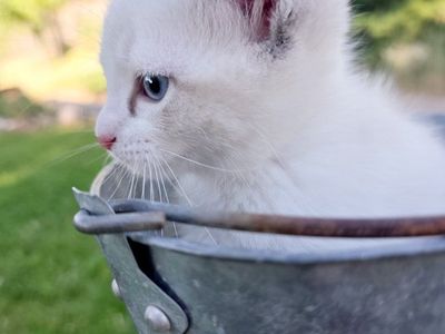 Kitten Available Litter Box Trained