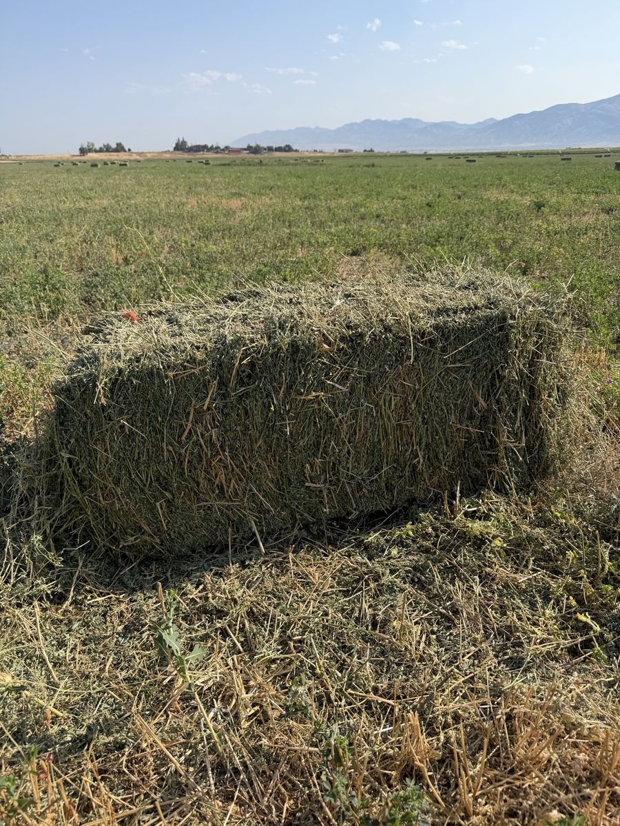 Fresh Alfalfa Hay Small Bales