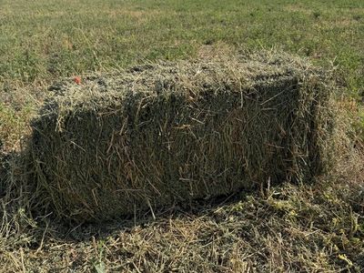 Fresh Alfalfa Hay Small Bales