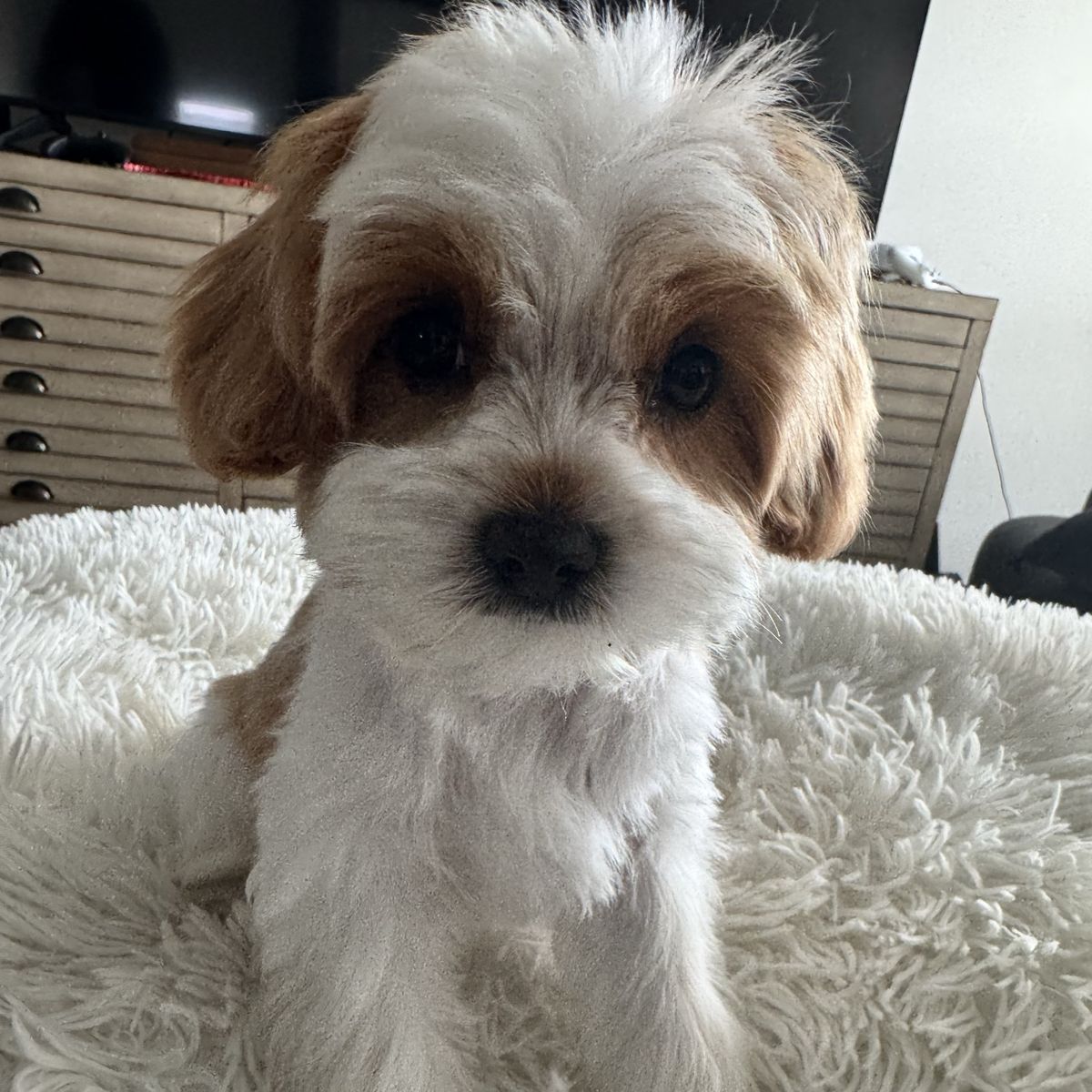 Precious Male King Charles Cavalier Poodle Puppy