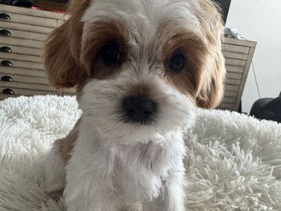 Precious Male King Charles Cavalier Poodle Puppy