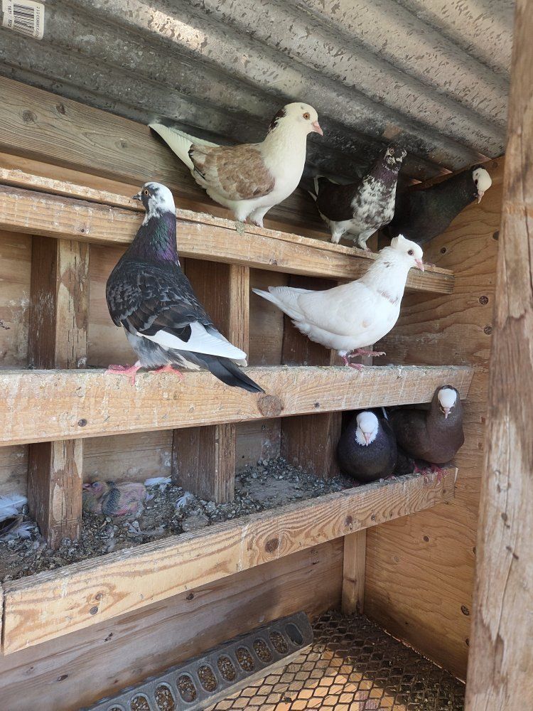 Pigeons for Sale - Various Colors, Young Birds Available