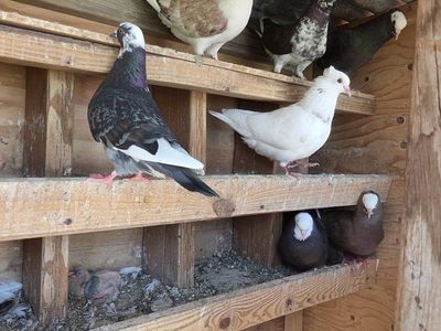 Pigeons for Sale - Various Colors, Young Birds Available